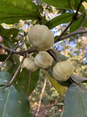 Acronychia pubescens