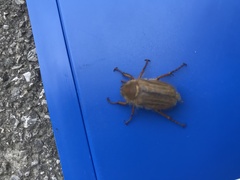 Melolontha pectoralis