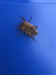 Melolontha pectoralis