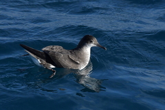 Puffinus gavia