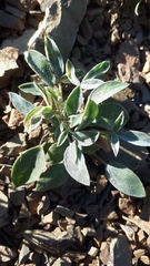 Astragalus vallestris