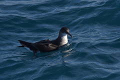 Puffinus gavia