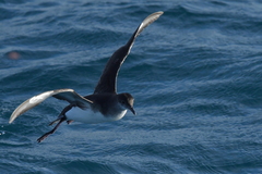 Puffinus gavia