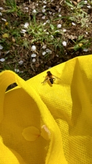Helophilus eristaloidea