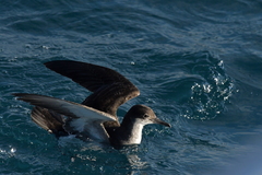 Puffinus gavia