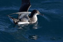 Puffinus gavia