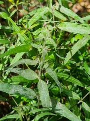 Podosphaera phtheirospermi