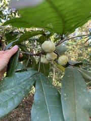 Acronychia pubescens