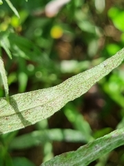 Podosphaera phtheirospermi