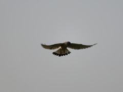 Falco tinnunculus