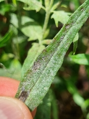 Podosphaera phtheirospermi