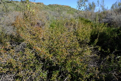 Cliffortia acutifolia