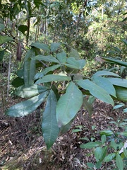 Acronychia pubescens