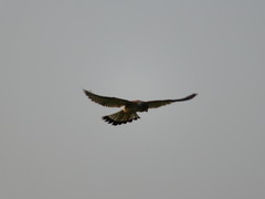 Falco tinnunculus