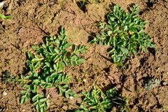 Lichtensteinia obscura