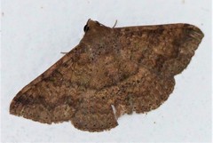 Ericeia inangulata