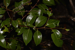Cryptocarya foveolata