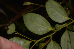 Cryptocarya foveolata