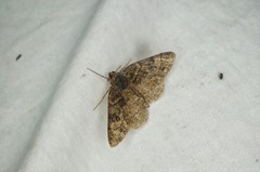 Parectropis nigrosparsa