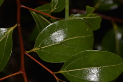 Cryptocarya foveolata