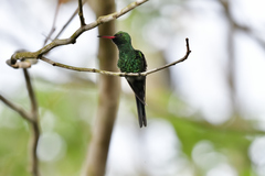 Cynanthus forficatus
