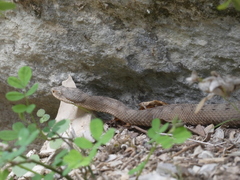 Vipera aspis aspis
