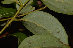 Cryptocarya foveolata