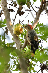 Melanerpes pygmaeus