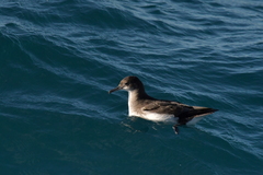 Puffinus gavia