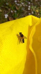 Helophilus eristaloidea