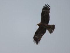 Milvus migrans lineatus