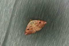 Perynea subrosea
