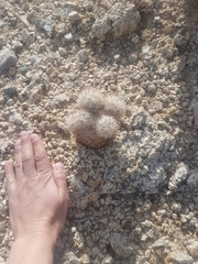 Escobaria alversonii