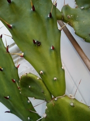 Halyomorpha halys