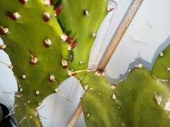 Halyomorpha halys