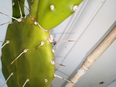 Halyomorpha halys