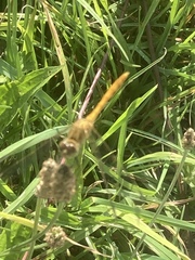 Sympetrum sanguineum