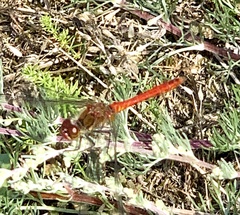 Sympetrum sanguineum