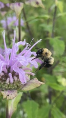 Anthophora bomboides bomboides