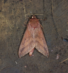 Oxycanus sirpus
