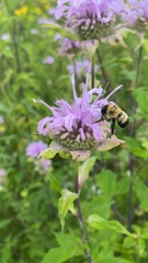 Anthophora bomboides bomboides