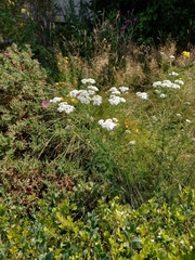 Achillea millefolium