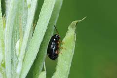 Cryptocephalus amiculus