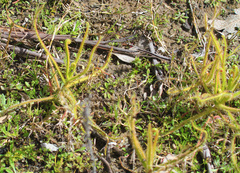 Drosera finlaysoniana