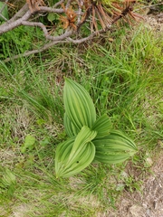 Veratrum lobelianum
