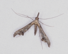 Tineodes adactylalis