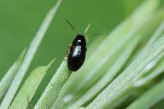 Cryptocephalus amiculus