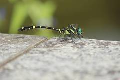 Melligomphus viridicostus