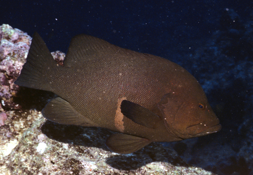 Aethaloperca rogaa