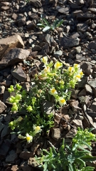 Linaria buriatica